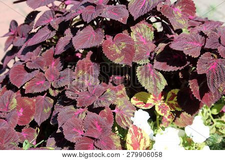 Coleus Blumei Or Painted Nettle. Cultivar With Dark Purple Leaves