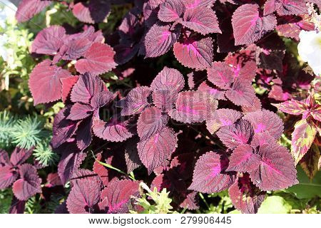 Coleus Blumei Or Painted Nettle. Cultivar With Dark Purple Leaves