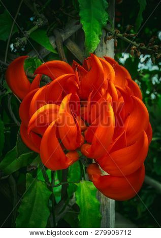 Unique And Beautiful Bright Red Mucuna Bennettii Flowers