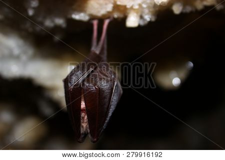 Lesser Horseshoe Bat Is Hibernating In The Atlantida Cave