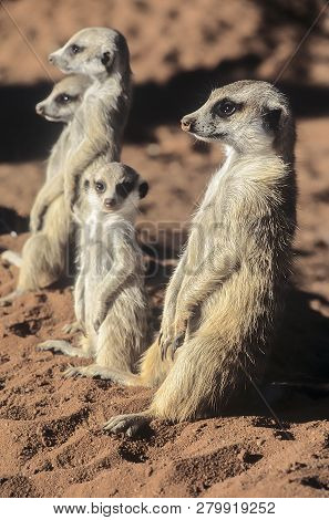 Suricate (suricata Suricatta), Africa, Namibia, Hardap, Kalahari