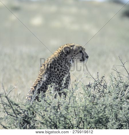 Cheetah (acinonyx Jubatus), Africa, Namibia, Hardap, Kalahari