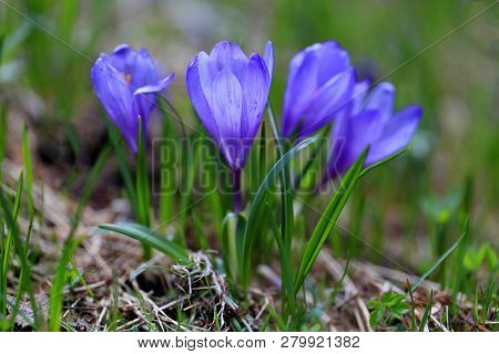 Close-up Shot Of A Group Of Blue Crocuses Blooming In A Mountain Meadow On A Sunny Spring Day