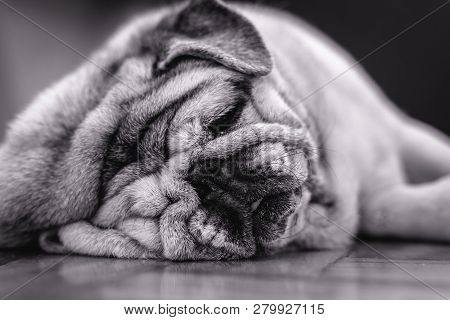 Close-up Of A Pug Dog's Face. Fat Dog With Many Wrinkles On His Face. Dog With Funny Face. Backgroun