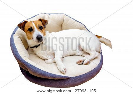 Cute Dog Jack Russell Awoke Rests On His Bed, Lies At Home, Funny< Isolated