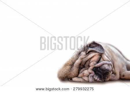 Close-up Of A Pug Dog's Face. Fat Dog With Many Wrinkles On His Face. Dog With Funny Face. Backgroun