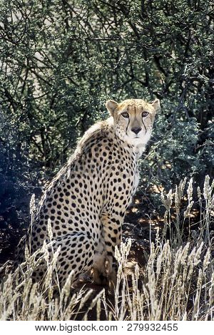 Cheetah (acinonyx Jubatus), Africa, Namibia, Hardap, Kalahari