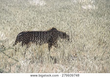 Cheetah (acinonyx Jubatus), Africa, Namibia, Hardap, Kalahari