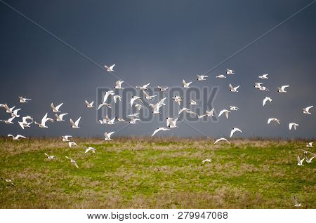 Arctic Tern, Sterna Paradisaea, Iceland. Cloudy Spring Day.