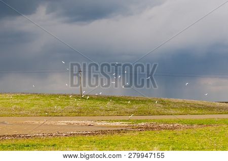 Arctic Tern, Sterna Paradisaea, Iceland. Cloudy Spring Day.
