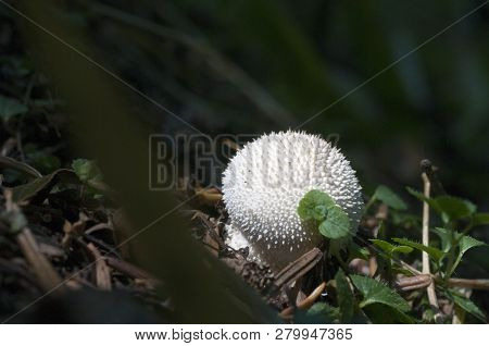 Calvatia Is A Genus Of Puffball Mushrooms That Includes The Spectacular Giant Puffbal