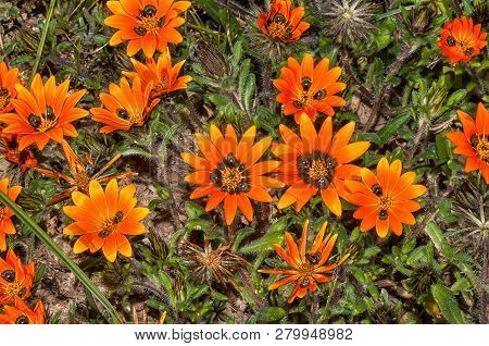 Beetle Daisy, Gorteria Diffusa, Near Nieuwoudtville In The Northern Cape Province