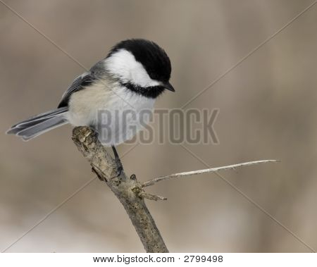 Poecile atricapillus (Parus Atricapillus)