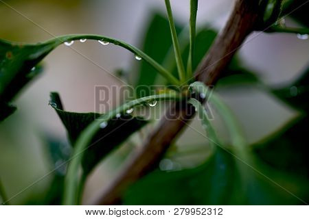 Reflection In Water Droplets On Young Leaves Of Ginkgo Biloba.