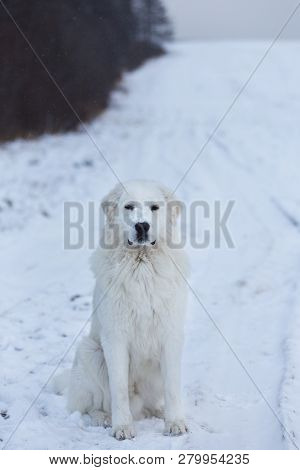 Portrait Of Beautiful Maremmano-abruzzesse Sheepdog Sitting On The Snow In The Field. Profile Portra