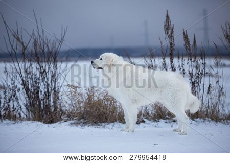 Beautiful Maremmano-abruzzesse Sheepdog Standing On The Snow In The Field. Profile Portrait Of Big W