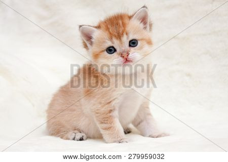 A Small Orange British Kitten Sits In Front Of The Camera And Looks Forward, Female British Shorthai