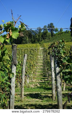 Vineyard Near Serralunga D'alba With Bunches Of Nebbiolo Grapes Ready For Harvest In The Langhe, Pie