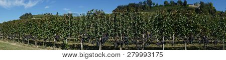 Vineyard Near Serralunga D'alba With Bunches Of Nebbiolo Grapes Ready For Harvest In The Langhe, Pie