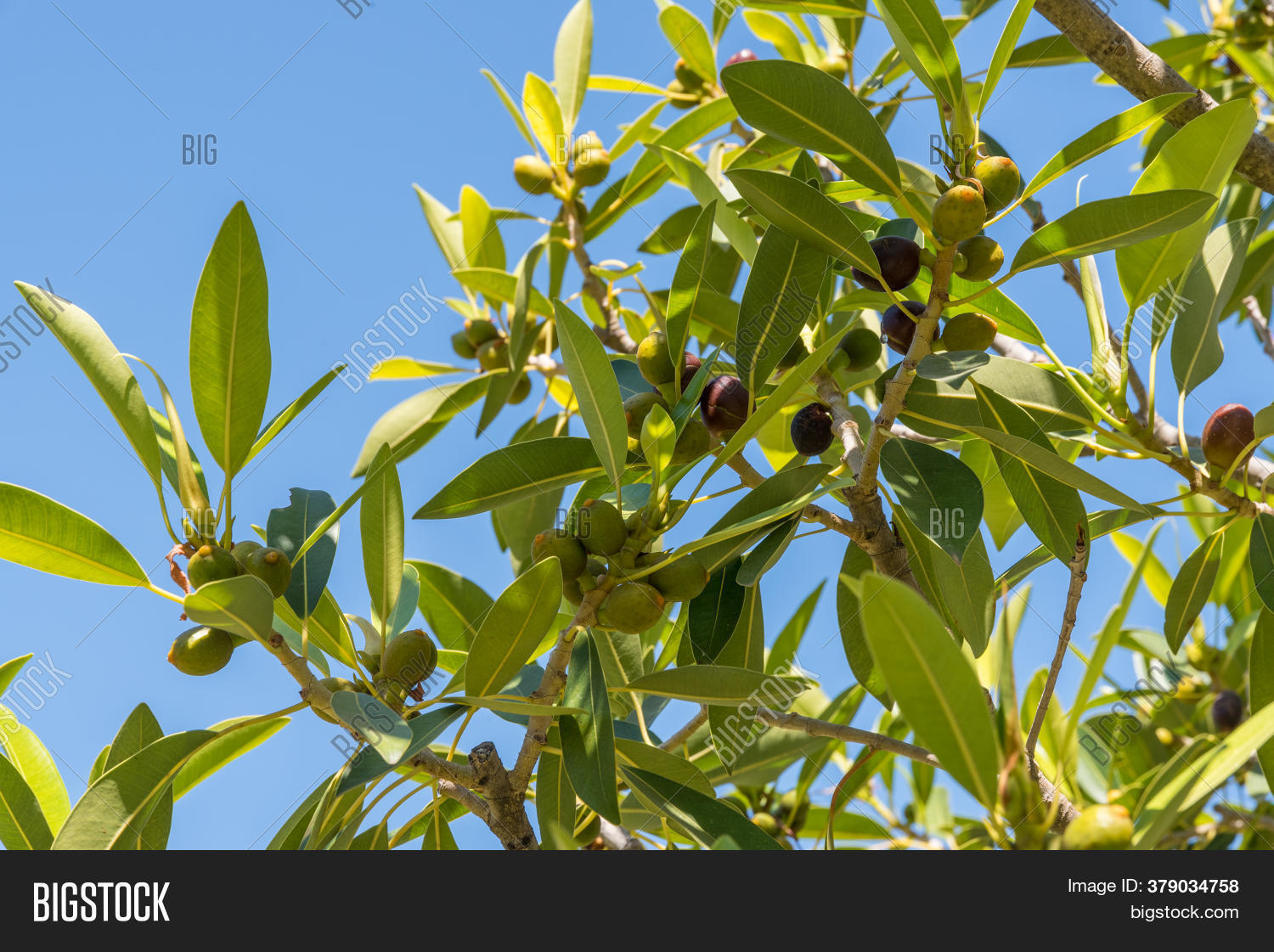 Green Olives Ripen On Image & Photo (Free Trial) Bigstock