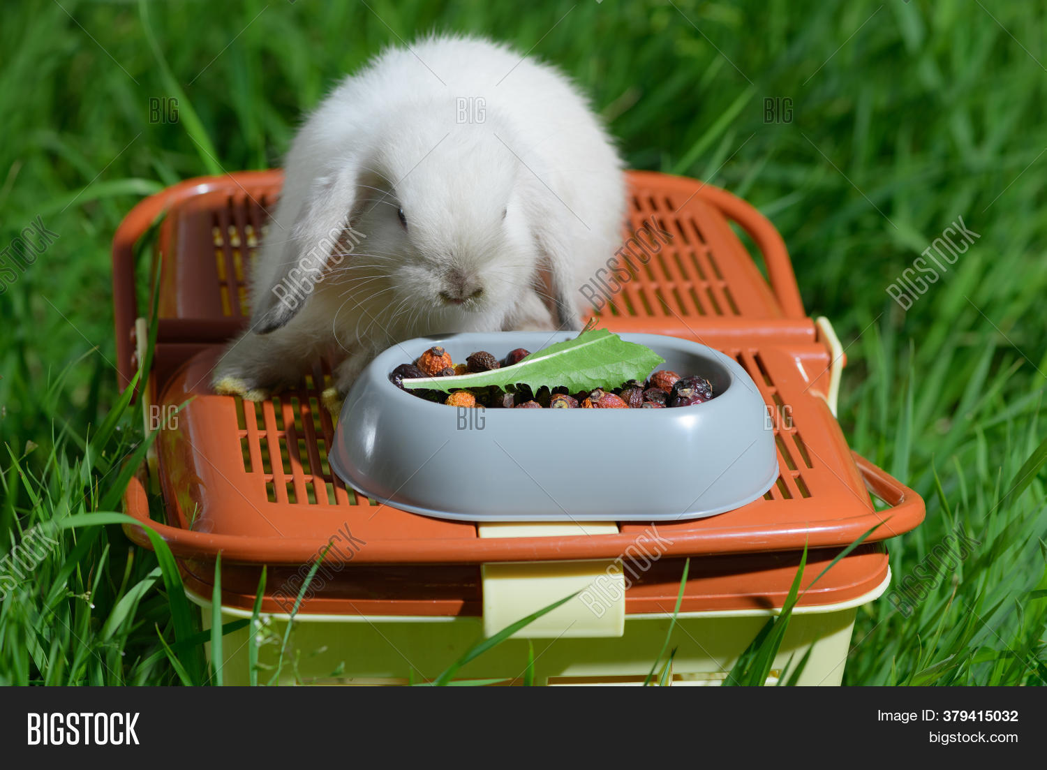 White Rabbit Sitting Image Photo Free Trial Bigstock