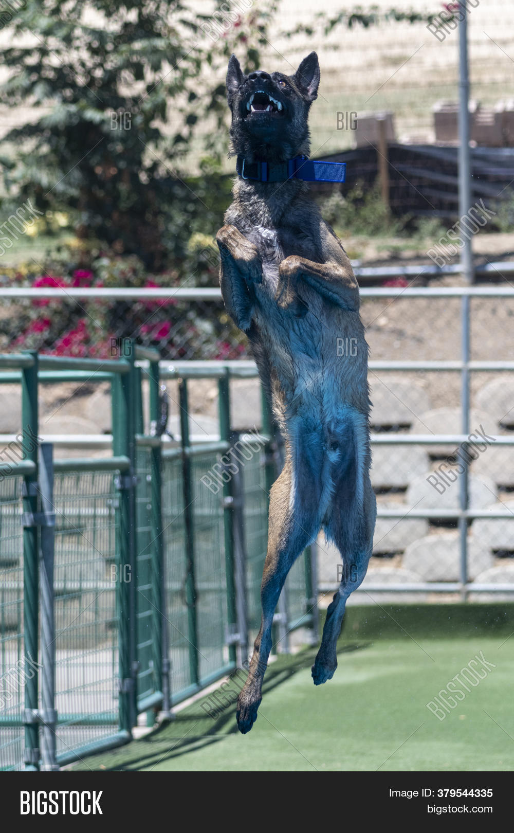 malinois dock diving
