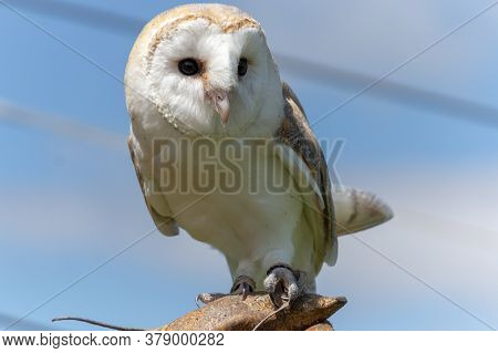 A Close Up View Of A Beautiful Barn Owl Sitting On Her Keepers Glove At A Bird Show At A Sanctuary