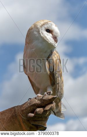 A Close Up View Of A Beautiful Barn Owl Sitting On Her Keepers Glove At A Bird Show At A Sanctuary