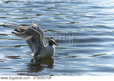 A Close Up View Of A Seagull That Has Just Landed In The Clear Water Of A Open Public Pond