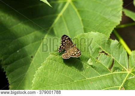 Pararge Aegeria. Daytime Brown Butterfly Sitting On Green Leaves