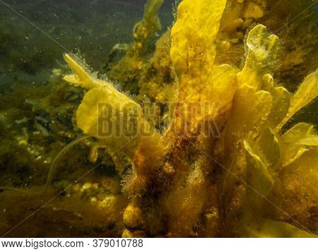 Closeup Of Fucus Vesiculosus, Common Names Bladderwrack, Black Tang, Rockweed, Bladder Fucus, Sea Oa