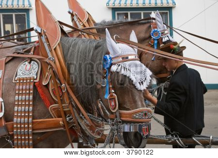 Oktoberfest-Pferde