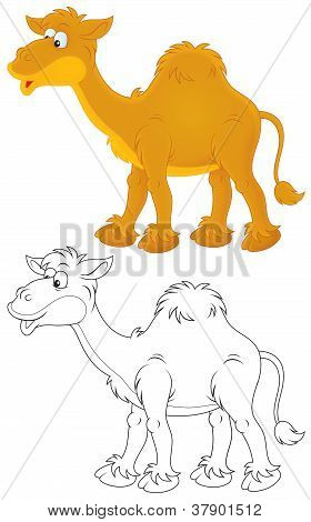 Camel