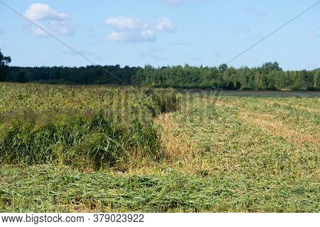 Close Up Of Little Millet Stalk With Grains. Millet Is Used As Food, Fodder And For Producing Alcoho