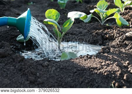 Irrigation, Watering With  Garden Watering Can Of Cabbage Seedlings In  Open Field, Plant Care, The 