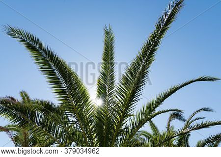 Palm Fronds In The Blue Sky In Backlight - Close-up