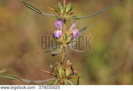 Hygrophila Auriculata Plant With Flowers With Selective Focus, Also Known As Gokulakanta Or Kokilaks