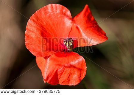 Close-up Of Corn Poppy, Papaver Rhoeas, Blossom