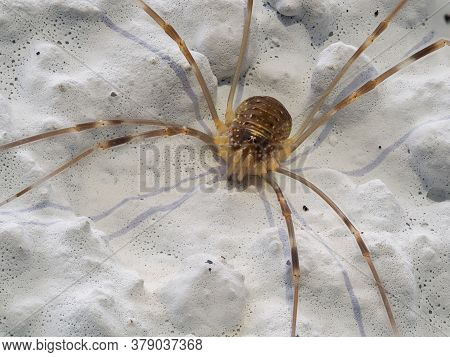 Extreme Close-up Of Wall Harvestman Spider, Opilio Parietinus