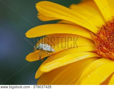 Close-up Of Bishop Bug Sitting On A Yellow Flower