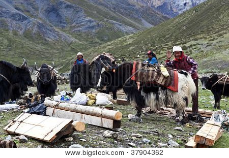 Tibetanske drover med Jaker