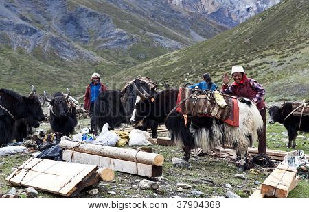 Tibetanske drover med Jaker