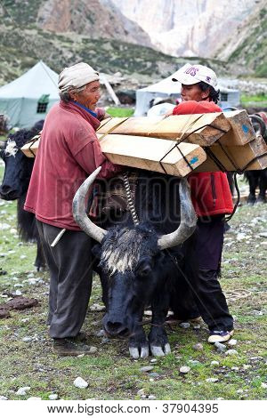 Tibetanske drover med Jaker