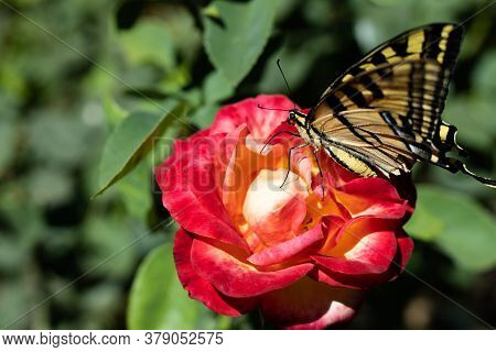Closeup Of Bright Black And Yellow Tiger Swallowtail Butterfly Resting Atop A Beautiful Multicolored