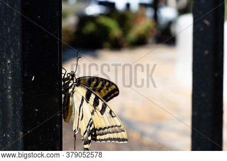 Beautiful Black And Yellow Tiger Swallowtail Butterfly Resting Upright On The Side Of A Steel Fence 