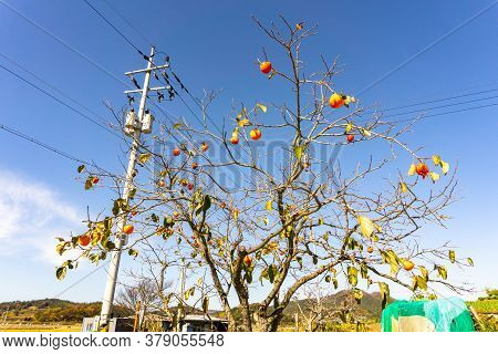 Persimmon Fruit Tree Grows On The Roadside In Suburb Of South Korea.