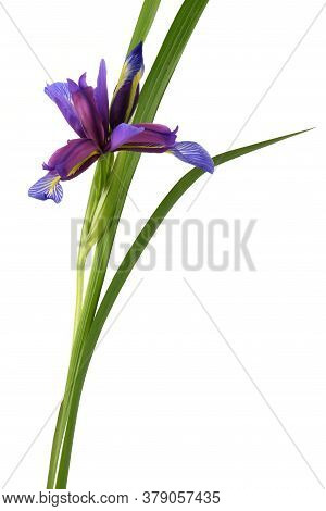 Purple Flower Of Iris Graminea Isolated On White Background. High Resolution Photo. Full Depth Of Fi