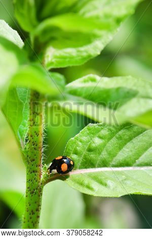 Macro Of An Asian Ladybug (harmonia Axyridis, Coccinellidae), Also Known As A 