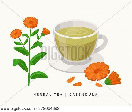 Calendula Herbal Tea Isolated On White Background. Marigold Flowering Plant Vector Botanical Illustr