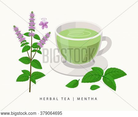 Mentha Herbal Tea Isolated On White Background. Mint Flowering Plant Vector Botanical Illustration.
